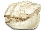 Fossil Oreodont (Merycoidodon) Skull - South Dakota #302866-6